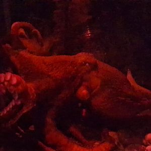 Giant pacific octopus