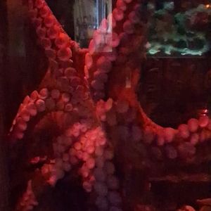 a look at the underside of a giant pacific octopus