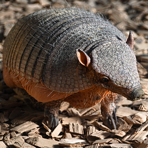 Big hairy armadillo