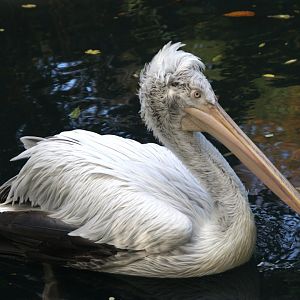 Dalmatian Pelican (Pelecanus crispus), 02-11-25