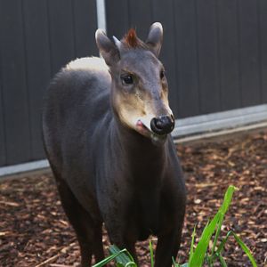 Yellow-backed Duiker (Cephalophus silvicultor), 02-11-25