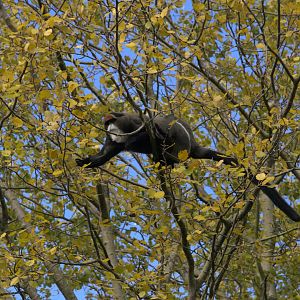 De Brazza's Monkey (Cercopithecus neglectus), 02-11-25