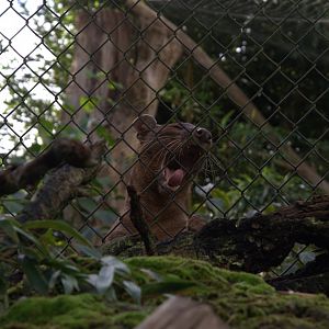 Fossa (Cryptoprocta ferox), 02-11-25