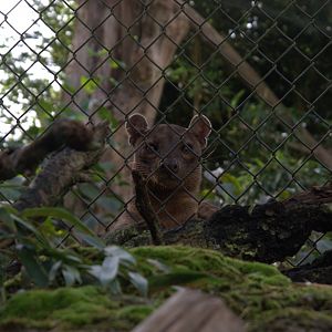Fossa (Cryptoprocta ferox), 02-11-25