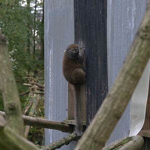 Lac Alaotra Bamboo Lemur (Hapalemur alaotrensis), 02-11-25