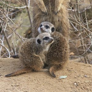 Meerkat (Suricata suricatta), 02-11-25