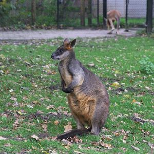 Swamp Wallaby (Wallabia bicolor), 02-11-25