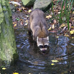 Crab-eating Raccoon (Procyon cancrivorus), 02-11-25