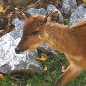 Western Sitatunga (Tragelaphus spekii gratus), 02-11-25