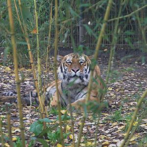 Siberian Tiger (Panthera tigris altaica), 02-11-25