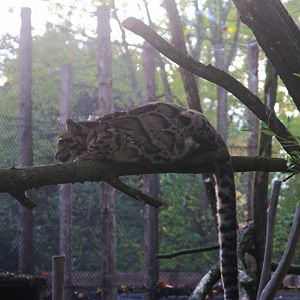 Indochinese Clouded Leopard (Neofelis nebulosa nebulosa), 02-11-25