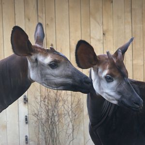 Okapi (Okapia johnstoni), 31-10-25