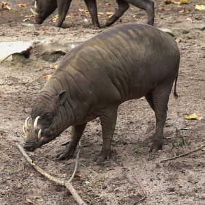 Sulawesi Babirusa (Babyrousa celebensis), 31-10-25
