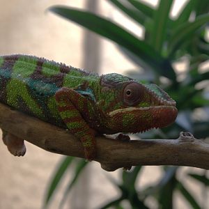 Panther Chameleon (Furcifer pardalis), 31-10-25