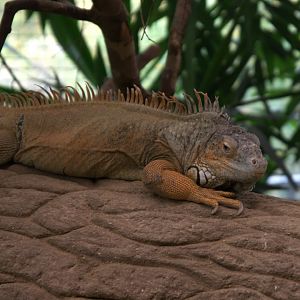 Common Green Iguana (Iguana iguana), 31-10-25