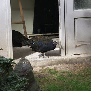 Congo Peafowl (Afropavo congensis), 31-10-25