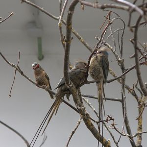Blue-naped Mousebird (Urocolius macrourus) and Cut-throat Finch (Amadina fasciata), 31-10-25