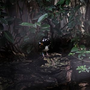 Chestnut-backed Thrush (Geokichla dohertyi), 31-10-25