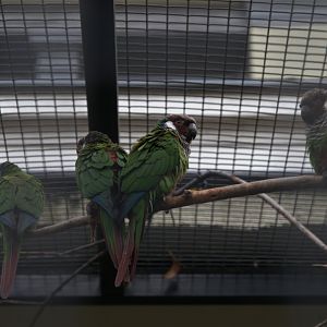 Grey-breasted Parakeet (Pyrrhura griseipectus), 31-10-25