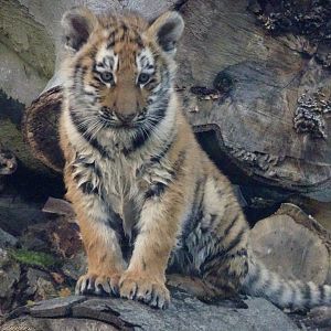 One of the Amur Tiger cubs after playing in the stream 8 November 2025