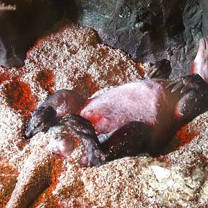 Aardvark enjoying the heat lamp 25 October 2025