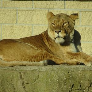 African Lioness 25 October 2025