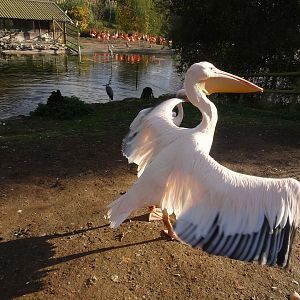 Eastern White Pelican 25 October 2025