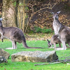 Western Grey Kangaroos 25 October 2025