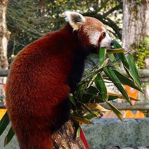 Red Panda 25 October 2025