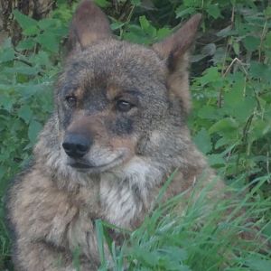 Iberian Wolf 25 October 2025