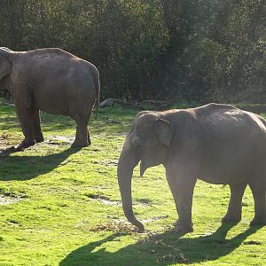 Asian Elephants 25 October 2025