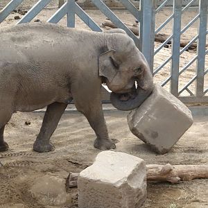 Asian Elephant 25 October 2025