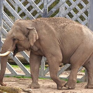 Asian Elephant Bull Emmett 25 October 2025