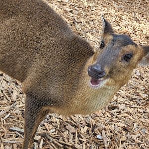 Nov. 2025 - Reeve's Muntjac