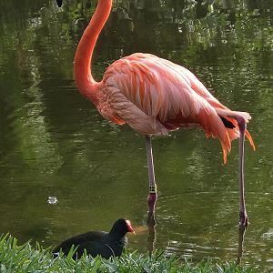 Nov. 2025 - American Flamingo & Gallinule