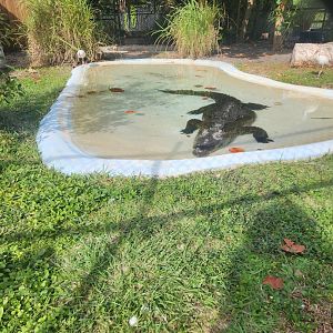 Nov. 2025 - American Crocodile