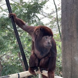Red Howler Monkey - Dallas World Aquarium