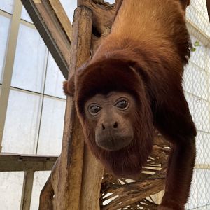 Red Howler Monkey - Dallas World Aquarium