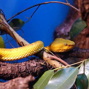 McGregor’s pit viper