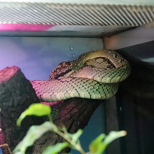 Sri Lankan pit viper