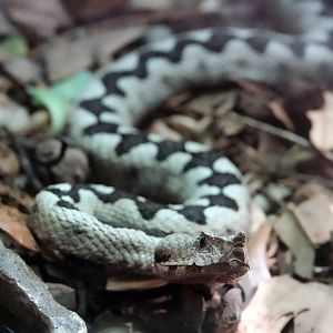 Horned viper