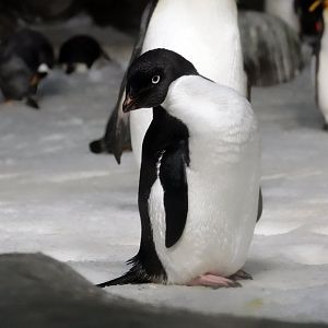 Adélie penguin