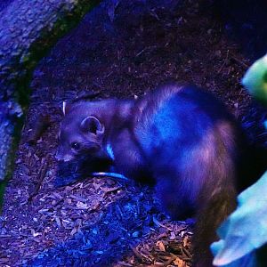 Iberian beech marten