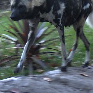 I wonder if she's pregnant?