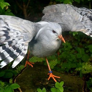 Kagu (Rhynochetos jubatus)