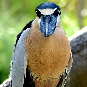 Boat-billed Heron (Cochlearius cochlearius)