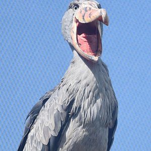 Shoebill (Balaeniceps rex)