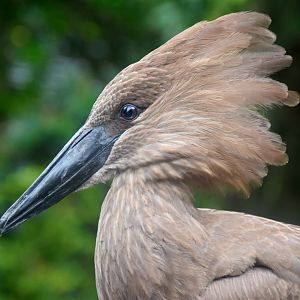 Hamerkop (Scopus umbretta)