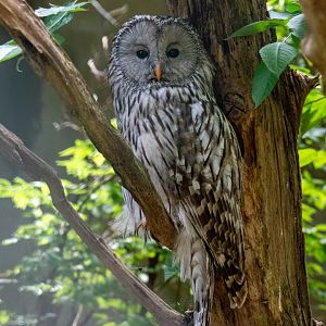 Ural Owl (Strix uralensis ???)