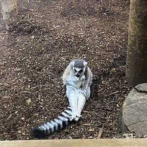 Ring-tailed lemur image 2